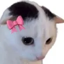 stupid