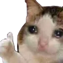 catcry
