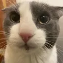Catastropheeyes Catastropheeyes