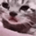 SadPuss