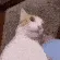 WHATTHECAT