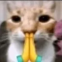 elife_cat_praying Discord Emoji