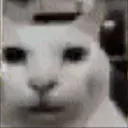 cannycat