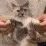 dancecat