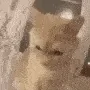 ATTACK