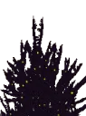 miros_bush