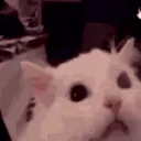 screamingcat