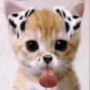 016IRLCat_Silly