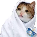 catcozy catcozy