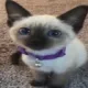 gatu_uaduha_iglu_gh gatu_uaduha_iglu_gh