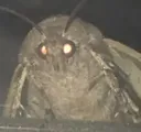 moth moth
