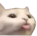 cat_blep