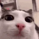 Plink