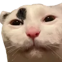gato_stare