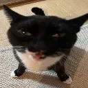 high_cat Discord Emoji