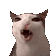 crunchycat Discord emoji