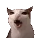 crunchycat