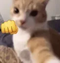 cat_gato_soco_iglu_gh