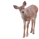 deer Discord emoji