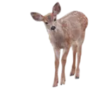 deer