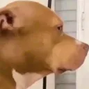 dawgsideeye