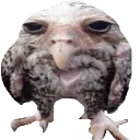 bruh