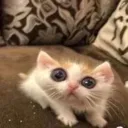goofycat