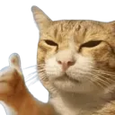 thumbsupcat