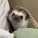 hedgehogWOW