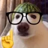 nerdawg
