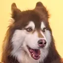 pog_husky