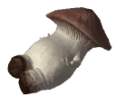 shrooms