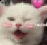 cat Discord Emoji