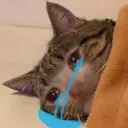 catcrysleep