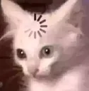 gato_loading