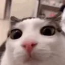 kitkat