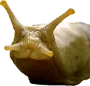slug