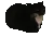 sidneycat