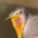 GASP