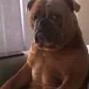 DawgWat
