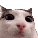 Cat_Blinks Cat_Blinks