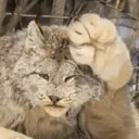 PAWS