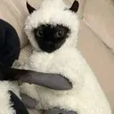 HouseSheep