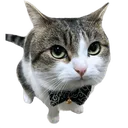 DistinguishedSir