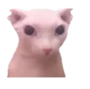 bingus