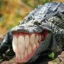 croco_smile