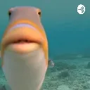 jibiert