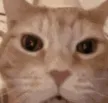 skitto