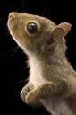 squirrel49