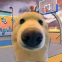 doggo
